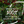 Nescafé Quality Street Green Chocolate Hazelnut Coffee 7 Sachets 1