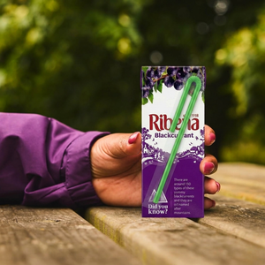 Ribena Blackcurrant Mini Ready-to-Drink Juice Box - 250ml